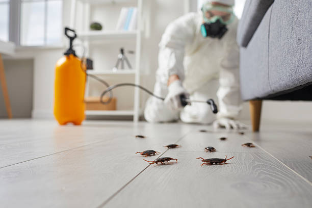 Affordable Termite Control solutions in Clinton, IL